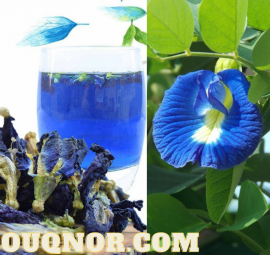 زهرة البازلاء الزرقاء الشاي الأزرق