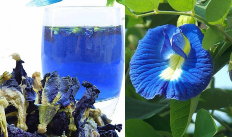 زهرة البازلاء الزرقاء الشاي الأزرق